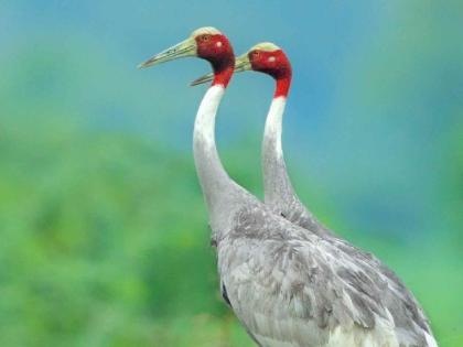 The number of storks has increased in the Gondia district: 36 storks recorded in the census | गोंदिया जिल्ह्यात सारस पक्ष्यांच्या संख्येत झाली वाढ : गणनेत ३६ सारसांची नोंद The number of storks has increased in the Gondia district: 36 storks recorded in the census | गोंदिया जिल्ह्यात सारस पक्ष्यांच्या संख्येत झाली वाढ : गणनेत ३६ सारसांची नोंद