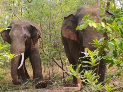Two elephants that killed a farmer in Sindewahi make a comeback; chaos in Vairagad | सिंदेवाहीत शेतकऱ्याचा बळी घेणाऱ्या दोन हत्तीचे 'कमबॅक'; वैरागडात धुमाकूळ Two elephants that killed a farmer in Sindewahi make a comeback; chaos in Vairagad | सिंदेवाहीत शेतकऱ्याचा बळी घेणाऱ्या दोन हत्तीचे 'कमबॅक'; वैरागडात धुमाकूळ