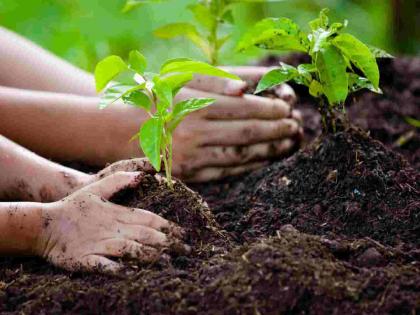 There is no address for potholes, when will tree planting take place? Forest department's 'welfare' due to circulation | खड्ड्यांचा पत्ता नाही, वृक्ष लागवड केव्हा? अभिसरणमुळे वन विभागाचे 'कल्याण' There is no address for potholes, when will tree planting take place? Forest department's 'welfare' due to circulation | खड्ड्यांचा पत्ता नाही, वृक्ष लागवड केव्हा? अभिसरणमुळे वन विभागाचे 'कल्याण'