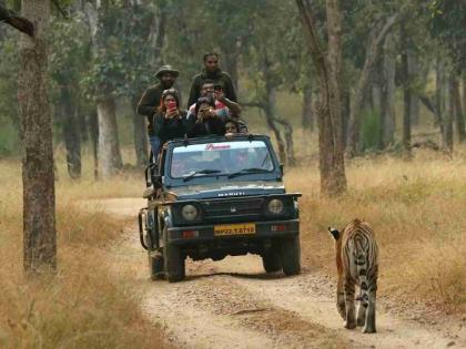 Pench, Bor, Umred-Karandla main safari closed from July 1! | १ जुलैपासून पेंच, बोर, उमरेड–करांडला मुख्य सफारी बंद! Pench, Bor, Umred-Karandla main safari closed from July 1! | १ जुलैपासून पेंच, बोर, उमरेड–करांडला मुख्य सफारी बंद!
