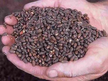 Use of names of well-known companies to sell bogus Bt seeds | बोगस बीटी बियाण्याच्या विक्रीसाठी नामांकित कंपन्यांच्या नावाचा वापर Use of names of well-known companies to sell bogus Bt seeds | बोगस बीटी बियाण्याच्या विक्रीसाठी नामांकित कंपन्यांच्या नावाचा वापर