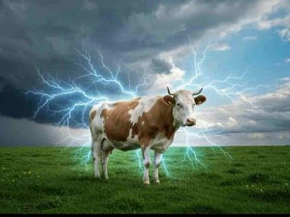 Animals killed by lightning? Emergency help only if there is online registration! | वीज पडून जनावरे दगावली? ऑनलाइन नोंदणी असेल तरच तातडीची मदत! Animals killed by lightning? Emergency help only if there is online registration! | वीज पडून जनावरे दगावली? ऑनलाइन नोंदणी असेल तरच तातडीची मदत!