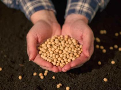 Seeds were sown after taking out loans, but turned out to be fake; Action taken against 35 agricultural service centers in Gondia | कर्ज काढून बियाणं पेरलं, बनावट निघालं; गोंदियातील ३५ कृषी सेवा केंद्रांवर कारवाई Seeds were sown after taking out loans, but turned out to be fake; Action taken against 35 agricultural service centers in Gondia | कर्ज काढून बियाणं पेरलं, बनावट निघालं; गोंदियातील ३५ कृषी सेवा केंद्रांवर कारवाई