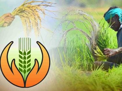 One lakh farmers in Bhandara district are against the new crop insurance scheme! | भंडारा जिल्ह्यातील एक लाख शेतकऱ्यांची नव्या पीक विमा योजनेला दांडी ! One lakh farmers in Bhandara district are against the new crop insurance scheme! | भंडारा जिल्ह्यातील एक लाख शेतकऱ्यांची नव्या पीक विमा योजनेला दांडी !
