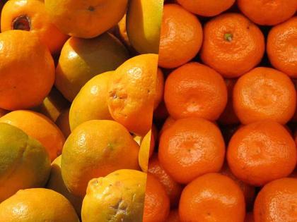Maharashtra tops ODOP-2024! Nagpuri orange wins silver, Amravati's mandarin orange wins bronze | ODOP-2024 मध्ये महाराष्ट्र अव्वल! नागपुरी संत्र्याला रौप्य, अमरावतीच्या मंदारिन संत्र्याला कांस्य पुरस्कार Maharashtra tops ODOP-2024! Nagpuri orange wins silver, Amravati's mandarin orange wins bronze | ODOP-2024 मध्ये महाराष्ट्र अव्वल! नागपुरी संत्र्याला रौप्य, अमरावतीच्या मंदारिन संत्र्याला कांस्य पुरस्कार