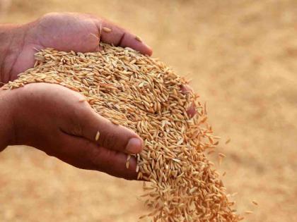 Otherwise, we will deposit paddy in front of the District Collector's Office; Ultimatum for counting paddy from the State Kisan Sabha | अन्यथा जिल्हाधिकारी कार्यालयासमोर धान जमा करू ; राज्य किसान सभेकडून धान मोजणीसाठी अल्टीमेटम