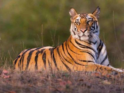 Tigers also fast, how much exactly do they eat? Forest officials say | वाघ उपवासही ठेवतो, नेमका आहार किती? वनाधिकारी सांगतात Tigers also fast, how much exactly do they eat? Forest officials say | वाघ उपवासही ठेवतो, नेमका आहार किती? वनाधिकारी सांगतात