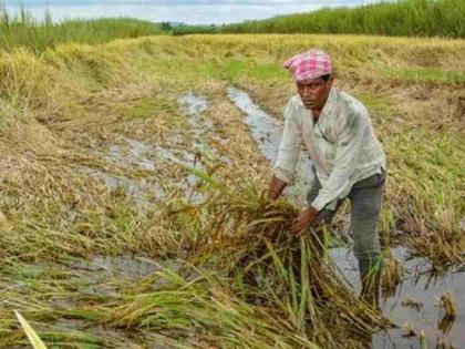 Six thousand farmers in Chandrapur district will get compensation for unseasonal losses | चंद्रपूर जिल्ह्यातील सहा हजार शेतकऱ्यांना मिळणार अवकाळी नुकसानाची भरपाई