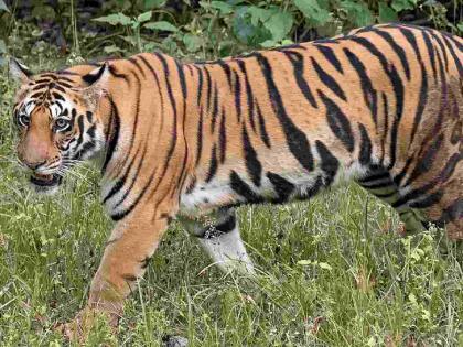 1350 deaths in tiger attacks in the country in 12 years; 30 tigers roam freely in Vidarbha alone | देशात १२ वर्षांत वाघाच्या हल्ल्यात १३५० मृत्यू; एकट्या विदर्भात ३० वाघांचा मुक्त संचार