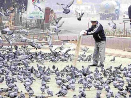 Pigeons cause 60 types of diseases, if you feed them you will go to jail | कबुतरांमुळे होतात ६० प्रकारचे आजार, दाणे घालाल तर तुरुंगात जाल