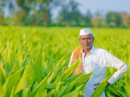 Bonus of 8,460 farmers in Gondia district has been delayed | गोंदिया जिल्ह्यातील तब्बल ८ हजार ४६० शेतकऱ्यांचा बोनस अडला