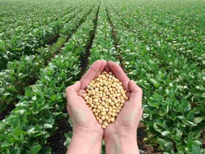 Soybean area down 5 percent; Production down, but prices remain below MSP | सोयाबीन क्षेत्रात ५ टक्के घट; उत्पादन घटले, पण दर एमएसपीखालीच