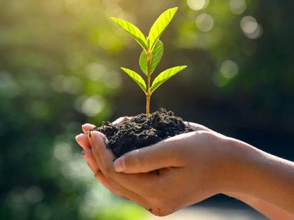 26,000 plants missing! Wildlife or system failure? | २६ हजार रोपे गायब! वन्यप्राणी की व्यवस्थेचा घोटाळा?