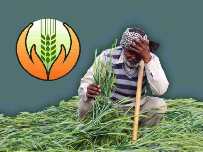 Farmers in Western Vidarbha suffer loss of Rs 97.24 crore in crop insurance | पीक विम्यात पश्चिम विदर्भातील शेतकऱ्यांना ९७.२४ कोटींचा फटका Farmers in Western Vidarbha suffer loss of Rs 97.24 crore in crop insurance | पीक विम्यात पश्चिम विदर्भातील शेतकऱ्यांना ९७.२४ कोटींचा फटका