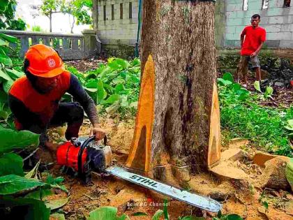 Collusion between Forest Department and Contractor? Teak trees worth crores cut down without permission of farm owner | वनविभाग-ठेकेदारामध्ये संगनमत? शेतमालकाच्या परवानगीविना तोडली कोट्यवधींची सागवान झाडे