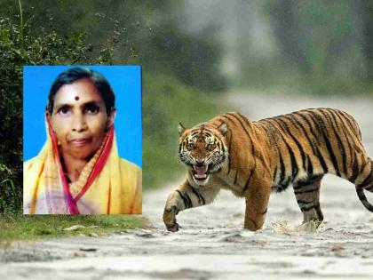 शेतीकाम करताना वाघाचा हल्ला; वृद्ध महिला ठार; वर्षभरात पाच जणांचा घेतला बळी