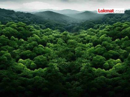 ...तर मूल्य वसूल होणार; आरक्षित वनक्षेत्रे तपासासाठी एसआयटी स्थापन - Marathi News | otherwise the price will be recovered SIT formed to investigate reserved forest areas in goa | Latest politics News at Lokmat.com
