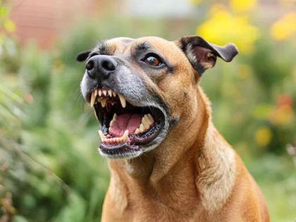 व्याघ्र प्रकल्पात भटक्या कुत्र्यांचा वावर, वन्यजीव संरक्षणाला अडथळा