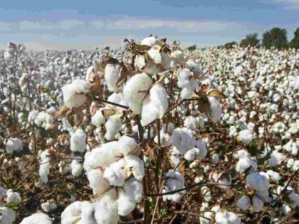 'Break' in cotton cultivation in the country, 3.35 percent decrease in the country and 6.12 percent in the state | कापसाच्या पट्ट्यात लागवडीलाच 'ब्रेक' देशात ३.३५ तर राज्यात ६.१२ टक्के घट 'Break' in cotton cultivation in the country, 3.35 percent decrease in the country and 6.12 percent in the state | कापसाच्या पट्ट्यात लागवडीलाच 'ब्रेक' देशात ३.३५ तर राज्यात ६.१२ टक्के घट