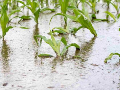 May rains damage crops on 550 hectares in Gondia | मे महिन्यातील पावसाने गोंदियातील ५५० हेक्टरमधील पिकांचे नुकसान May rains damage crops on 550 hectares in Gondia | मे महिन्यातील पावसाने गोंदियातील ५५० हेक्टरमधील पिकांचे नुकसान