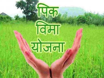 Crop insurance can be paid till December 15 for rabi crops | रब्बी पिकांसाठी १५ डिसेंबरपर्यंत भरता येणार पीकविमा