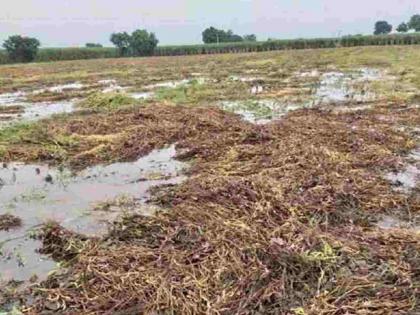 Unseasonal rain in Mohadi taluka, but administration says no damage! Farmers worried | मोहाडी तालुक्यात अवकाळी पाऊस तरीही प्रशासन म्हणते नुकसानच नाही ! शेतकरी चिंतेत Unseasonal rain in Mohadi taluka, but administration says no damage! Farmers worried | मोहाडी तालुक्यात अवकाळी पाऊस तरीही प्रशासन म्हणते नुकसानच नाही ! शेतकरी चिंतेत