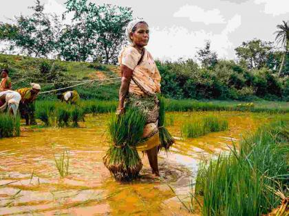 Monocropping is dangerous; need for mixed crops | एक पीकपद्धती शेती धोकादायक; संमिश्र पिकांची गरज Monocropping is dangerous; need for mixed crops | एक पीकपद्धती शेती धोकादायक; संमिश्र पिकांची गरज