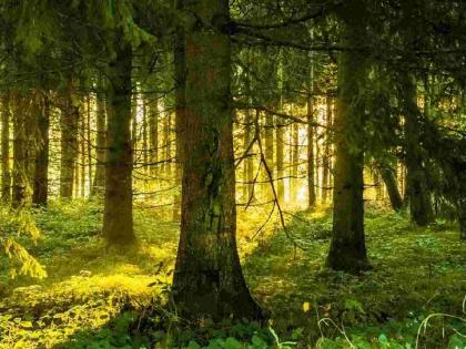 ‘SIT’ to search for ‘those’ stolan forest lands in the state | राज्यात ‘त्या’ गडप वनजमिनींचा शोध घेण्यासाठी ‘एसआयटी’ ‘SIT’ to search for ‘those’ stolan forest lands in the state | राज्यात ‘त्या’ गडप वनजमिनींचा शोध घेण्यासाठी ‘एसआयटी’