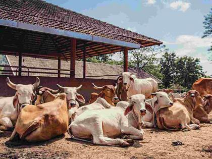 Disrespect for court order; Refusal to give animals from cowshed | न्यायालयाच्या आदेशाचा अपमान; गोशाळेतून जनावरे देण्यास टाळाटाळ Disrespect for court order; Refusal to give animals from cowshed | न्यायालयाच्या आदेशाचा अपमान; गोशाळेतून जनावरे देण्यास टाळाटाळ
