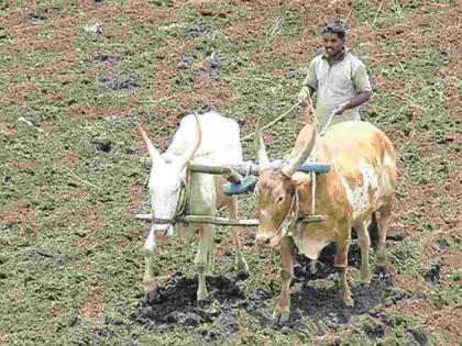 35.42 percent sowing of Kharif season completed in East Vidarbha; 65% cotton, 40% soybean sowing | पूर्व विदर्भात खरीप हंगामाची ३५.४२ टक्के पेरणी पूर्ण; ६५% कापूस, ४०% सोयाबीन पेरणी