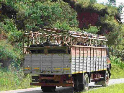 Smuggling of animals in Telangana by detour of 500 km | ५०० किमीचा वळसा घालून जनावरांची तेलंगणात तस्करी