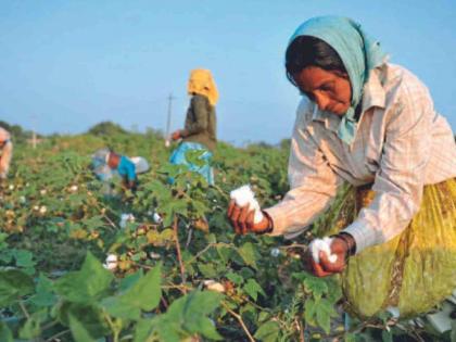 Cotton picking rate in Chamorshi taluka at Rs 10 | चामोर्शी तालुक्यात कापूस वेचणीचा दर १० रुपयांवर