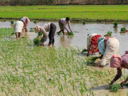 Infestation of pests! 30 percent decrease in paddy production this year? | कीडरोगांचा प्रादुर्भाव ! धानाच्या उत्पादनात यंदा ३० टक्क्यांची घट?