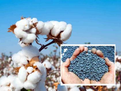 Why is there a shortage of 'that' variety that is in the highest demand? | सर्वाधिक मागणी असलेल्या 'त्या' वाणाचा तुटवडा का आहे? Why is there a shortage of 'that' variety that is in the highest demand? | सर्वाधिक मागणी असलेल्या 'त्या' वाणाचा तुटवडा का आहे?