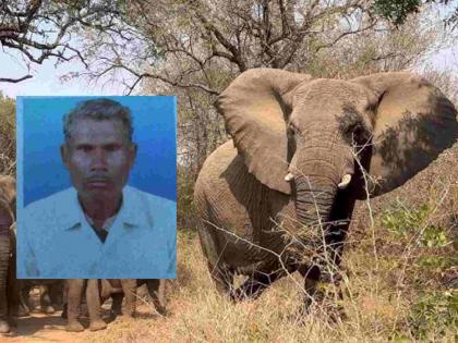 Prediction wrong! Wild elephant kills cowherd while returning home | अंदाज चुकला ! घराकडे परतताना घात, रानटी हत्तीने गुराख्याला चिरडले