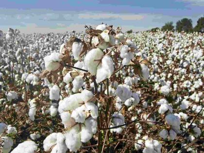 Cotton imports increased, but prices will remain around 'MSP'! | कापूस आयात वाढली, दर मात्र 'एमएसपी'च्या आसपास राहणार!