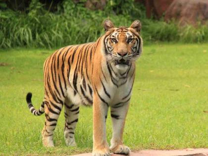Tiger that killed six people will be captured and moved | सहा बळी घेणाऱ्या वाघाला जेरबंद करून हलविणार