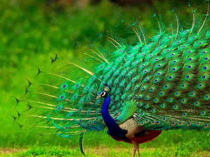 Peacock feathers have disappeared from the forests of East Vidarbha | पूर्व विदर्भाच्या जंगलातून मोराचा पिसारा झाला लुप्त