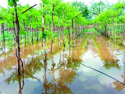 4 thousand hectares of farmland | ६५ हजार हेक्टर शेतीला दणका--अतिवृष्टीमुळे १८ हजार हेक्टरवरील पिके कुजली