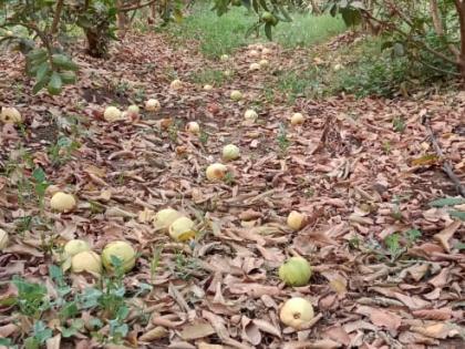 Across the garden Peru has decayed! | लॉकडाऊनमुळे अशी वेळ आली... अन्यथा तीन लाखांचे नुकसान झाले नसते