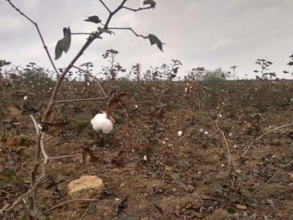 Fear of losing cotton crop along with soybean | सोयाबीनपाठोपाठ कपाशीचे पीकही हातचे जाण्याची भीती