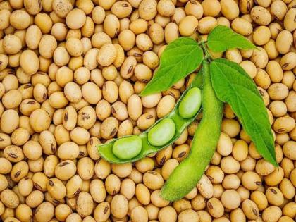 Soybean price at 4,251 per quintal in Kalamna, Farmers are worried due to low prices | कळमन्यात मुहूर्तावर सोयाबीन ४,२५१ रुपये क्विंटल; भाव घसरणीमुळे शेतकरी चिंतेत