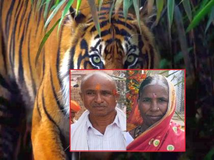 Tiger attack on woman, husband saved wife's life by fighting | जिगरबाज आजोबा; वाघाच्या जबड्यातून पत्नीला खेचून आणले