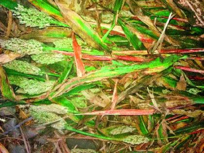  Baramati's part of the land: Jowar granule blackbuck | बारामतीचा जिरायती भाग : ज्वारीची कणसे काळवंडली