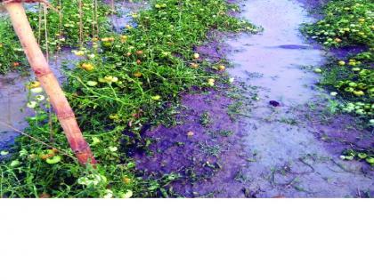 'Hail' again in Iron, Kandhar, Naigaon taluka | लोहा, कंधार, नायगाव तालुक्यांत पुन्हा ‘गारपीट’ 'Hail' again in Iron, Kandhar, Naigaon taluka | लोहा, कंधार, नायगाव तालुक्यांत पुन्हा ‘गारपीट’
