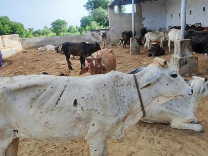 Animals with lumpy like disease were found in Purandar Animal husbandry urged to take precautions | पुरंदरमध्ये लंपीसदृश्य आजाराचे जनावर आढळले; पशुपालकांना खबरदारी घेण्याचे आवाहन