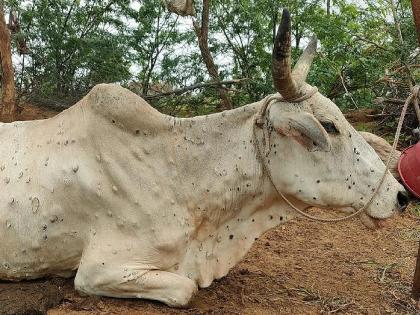 Animal husbandry, be careful, 'Lumpi' enters Soygaon; 7 animals infected | पशुपालकांनो काळजी घ्या; सोयगावात ‘लम्पी’चा शिरकाव, ७ जनावरांना लागण Animal husbandry, be careful, 'Lumpi' enters Soygaon; 7 animals infected | पशुपालकांनो काळजी घ्या; सोयगावात ‘लम्पी’चा शिरकाव, ७ जनावरांना लागण