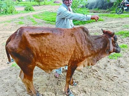 State animal husbandry minister's city district is hit by Lumpy; Thirteen Cattle Victims | Lumpy Virus: राज्य पशुसंवर्धन मंत्र्यांच्या नगर जिल्हयालाच लंपीचा फटका; तेरा गुरांचे बळी