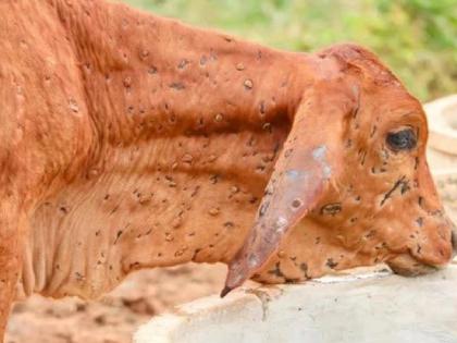 68 animals infected with lumpy in a week In Satara district | साताऱ्यातील शेतकऱ्यांसह प्रशासनाला दिलासा, आठवड्यात केवळ 'इतक्या' जनावरांना लम्पीची लागण