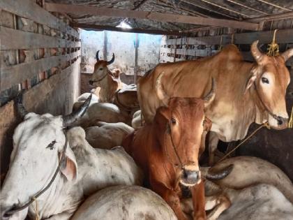 Restrictions on animal transport orders of the District Collector due to the spread of Lumpy in Satara district | जनावरांच्या वाहतुकीवर निर्बंध, सातारा जिल्ह्यात लम्पीच्या फैलावामुळे जिल्हाधिकाऱ्यांचा आदेश Restrictions on animal transport orders of the District Collector due to the spread of Lumpy in Satara district | जनावरांच्या वाहतुकीवर निर्बंध, सातारा जिल्ह्यात लम्पीच्या फैलावामुळे जिल्हाधिकाऱ्यांचा आदेश